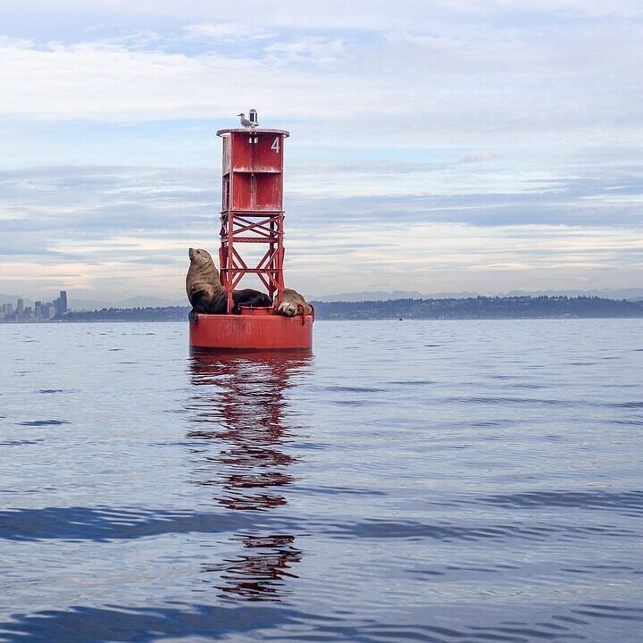 seal, water, bay, seattle, island, ocean, washington, sky, landscape, travel, blue sky, orca, ferry, blue, nature, sea, tourism, waterfront, unique, marine, scenic