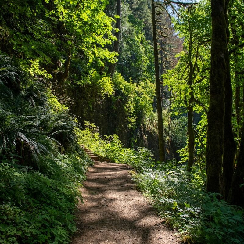 pathway between green trees during daytime